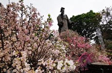 Hanoi cherry blossom festival 