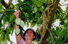 Fruit farmers encouraged to apply GAP standards 