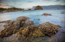 Stunning coral reefs of Hon Yen island