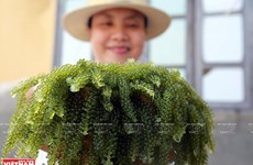Khanh Hoa develops mariculture as key strategy