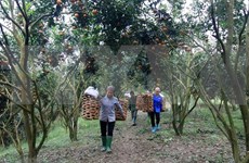 Lemon tree helps improve lives for Tuyen Quang farmers 