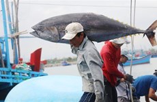 Phu Yen yields tuna output higher than last year 