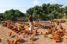 Bac Giang moves to promote Yen The hill chicken brand 