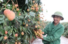 Hai Duong lychees expected to win foreign markets