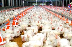 Vietnam’s first farms join global cage-free movement