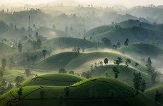 Long Coc tea hills turn misty as season changes