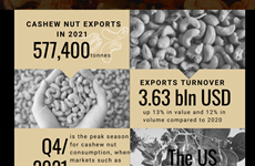 Vietnam's cashew nut exports pick up despite COVID-19 