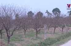 Well-known peach garden in Thanh Hoa ready for Tet