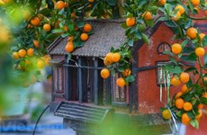 Bonsai kumquat trees for Lunar New Year decoration