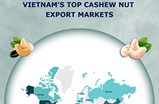 (Interactive) Vietnam’s top cashew nut export markets