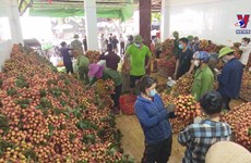Vietnam boosts lychee, agricultural exports to US