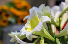 Easter lily shows off beauty on Hanoi streets