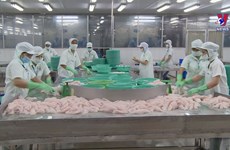 Tra fish production, exports surge