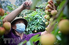 Hai Duong’s GlobalGap lychees exported to EU