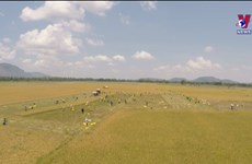 Vietnam’s rice exports to surpass annual target
