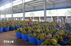 Vietnamese durian accounts for nearly 32% of China’s imports