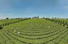 Lam Dong strives to develop tea industry towards sustainable development