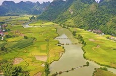 Golden hue of rice fields in Cao Bang province