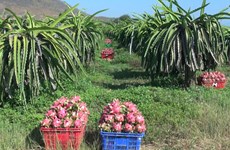Binh Thuan dragon fruit expected to get protected status in Japan 