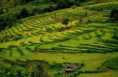 Beauty of Ta Leng golden terraces