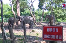 Efforts to conserve elephants in Dak Lak