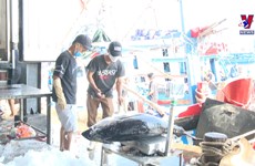 Fishermen in Khanh Hoa net bumper tuna catch