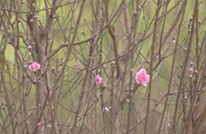 Peach blossoms helping improve Hoa Binh farmers’ incomes