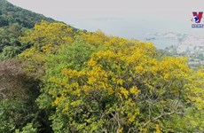 Yellow blossoms brightening Son Tra Peninsula