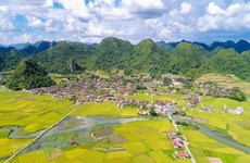 Paddy fields cast golden glow over Bac Son Valley