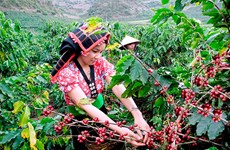 Son La festival promoting coffee production