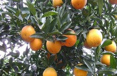 First batch of Cao Phong oranges shipped to UK