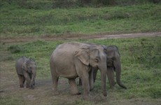 Buon Don district ends elephant rides