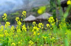 Mustard flowers cover rocky plateau in yellow hue