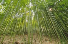 Armed with bamboo diplomacy, Vietnam navigating headwinds