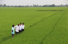 Long An eyes 60,000 hectares of high-tech rice cultivation
