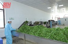 Thanh Hoa steps up sci-tech application in agricultural production