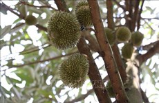 Binh Phuoc seeks solutions for sustainable durian cultivation