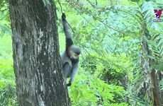 Rare gray-shanked douc langurs sighted in Phu Yen province