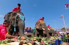Elephant festival offers unique experience for visitors to Dak Lak