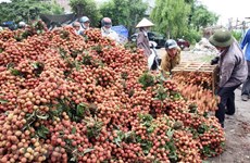 More efforts needed to send lychees to the US
