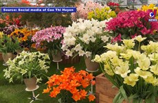 Overseas Vietnamese shines at int’l floral competition