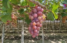 Ninh Thuan vineyard experience popular among visitors