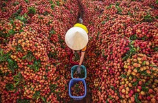 The thrilling main “thieu” lychee season in Bac Giang province