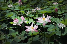 Lotuses in full swing in Ninh Binh