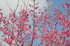 Stunning cherry blossom oasis in Dien Bien