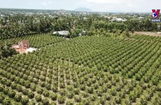 New strategy shapes plant cultivation growth to 2030