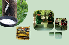 Vietnam aims for 800,000 - 850,000 ha of rubber by 2030