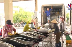Tuna exports predicted to rebound as billion-USD earner
