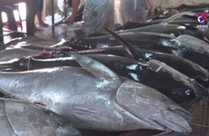 Tuna exports enjoy three-digit growth