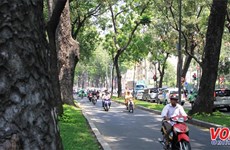 HCM City needs regular tree surveys